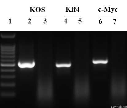 5-PCR.jpg